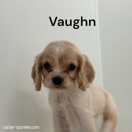 puppy, for, sale, Cocker Spaniel, Joe & Cherri  Overlease, dog, breeder, Miller, MO, dog-breeder, puppy-for-sale, forsale, nearby, find, puppyfind, locator, puppylocator, aca